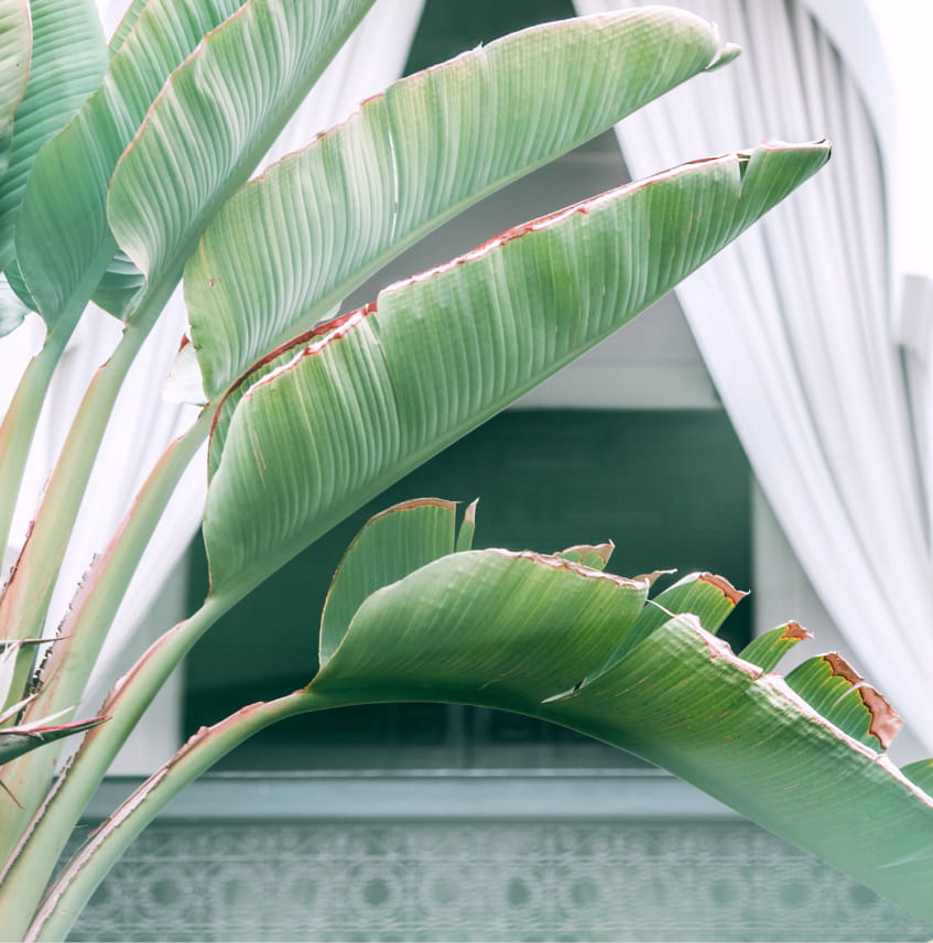 byron-bay-properties-plant